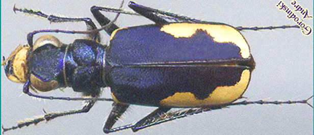 http://www.gorodinski.ru/cicindela/Cicindela lacteola brodski.jpg